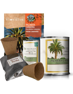 Kit de cultivo fresones en lata